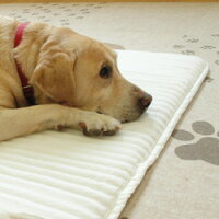 その他厳選 ホームナース Ll 3 300円以上で送料無料 15時までの注文で当日発送 犬 正規品 床ずれ防止 Green プレミアム 犬用 猫用 老犬用 シニア犬 グリーンドッグ