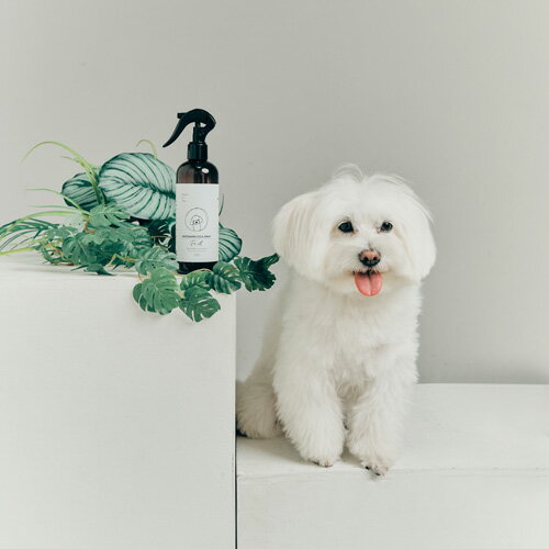 【ネイチャーフォードッグ】GROOMING CICA SPRAY　300ml【15時までの注文で当日発送 正規品 グルーミング用品 犬用】 3