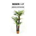 GreenInterior 観葉植物 シダ