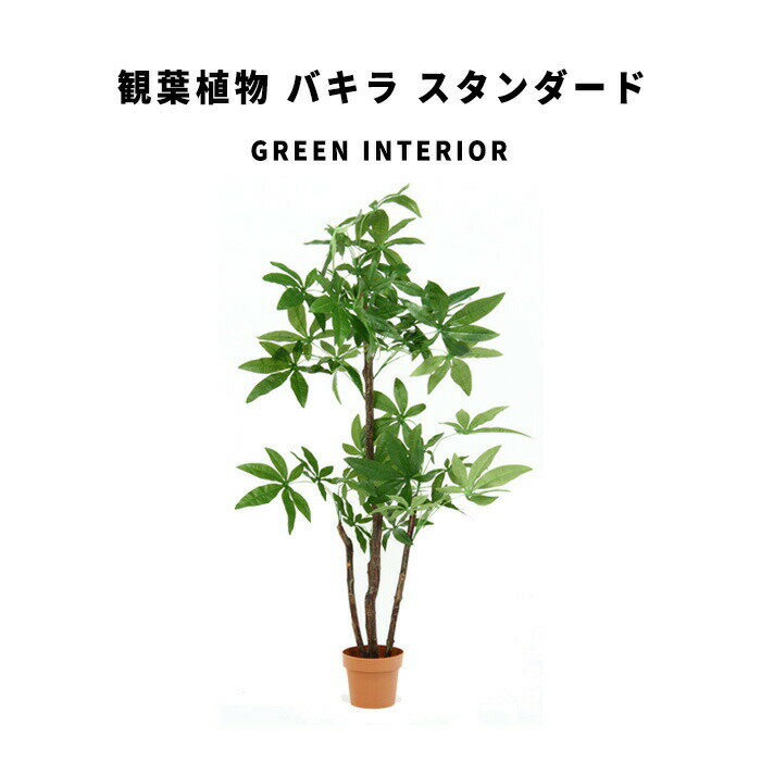 GreenInterior 観葉植物 バキラ スタンダード