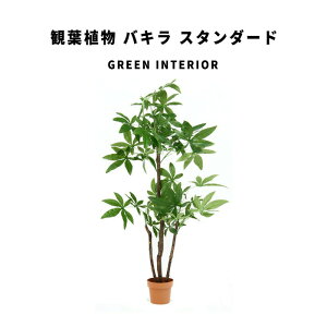 GreenInterior 観葉植物 バキラ スタンダード