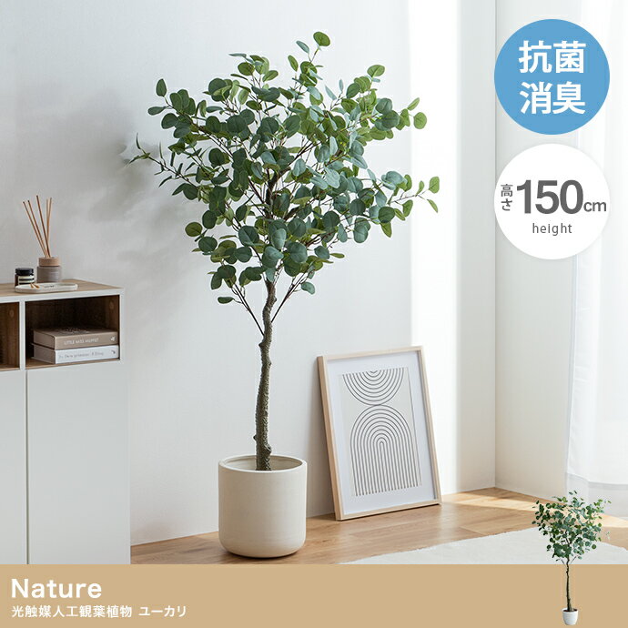 楽天市場】ユーカリ(高さ(植物)131cm ~)の通販 楽天市場】ユーカリ(高さ(植物)131cm ~)の通販