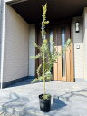 ギンヨウアカシア樹高1.8m前後(鉢底から）8号鉢 ミモザア