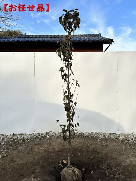 サンシュユ 樹高1.8m(根鉢含まず）シンボルツリー 庭木 植木 落葉樹 落葉高木【送料無料】