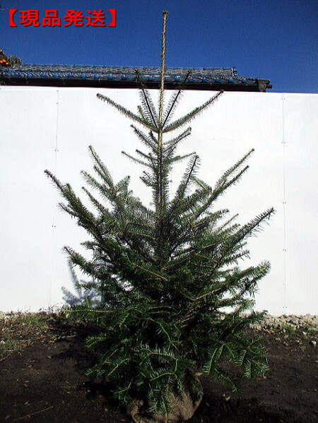 【現品発送】クリスマスツリーに！アカエゾマツ樹高1.3-1.4m(根鉢含まず)クリスマスツリー クリスマス モミノキ【送料無料】