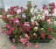 大きくならない矮性のサルスベリ 5品種セット 百日紅 苗木 苗 花木 庭木 植木 ウィズラブシリーズ 落葉樹 落葉低木 (PVP) 鉢植え 屋外用 観葉植物 外用 ベランダ 玄関 7,980円