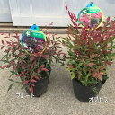 珍しい海外のナンテン(南天)2品種セット(フルートとオブセス）　花木　庭木　植木　常緑樹　常緑低木 (PVP)【送料無料】