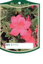 12本セット越後 山ツツジ(ヤマツツジ )約0.25m(根鉢含む)花木 庭木 植木 常緑樹 常緑低木【送料無料】