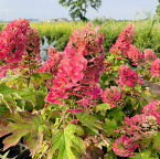 カシワバアジサイ ルビースリッパーズ 7号 鉢カバー 白花から赤花 紅花 花木 庭木 植木 落葉樹 落葉低木【送料無料】