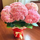 【個別メッセージ】 \遅れてごめんね、母の日/アジサイ 紫陽花 5号鉢 ユーミーパーフェクション 母の日 プレゼント お花 2025 ギフト ハイドランジア 鉢...