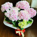 【個別メッセージ】\遅れてごめんね、母の日/アジサイ 紫陽花 プリンセスシャーロットピンク 5号鉢 母の日 プレゼント お花 2025 ギフト ハイドランジア ...