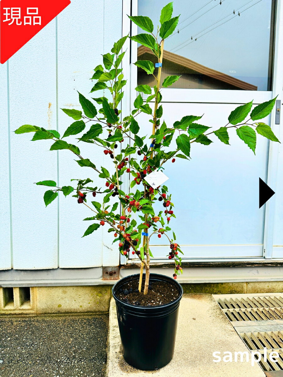 【現品発送】四季成り マルベリー シャルロットリュス 9号 樹高1.1-1.3m(鉢底から)クワノキ 桑の木 苗木 シンボルツリー 庭木 植木 果樹 落葉樹 落葉高木のサムネイル