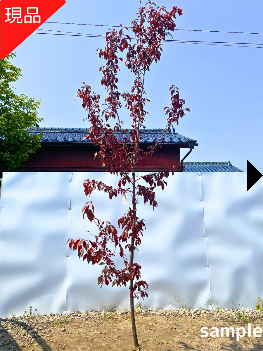 Rakuten - 【現品発送】ベニバスモモ 紅葉李(ハリウッド) 樹高2.5-2.6m(根鉢含まず）苗木 苗 シンボルツリー 庭木 植木 落葉樹 落葉高木【送料無料】