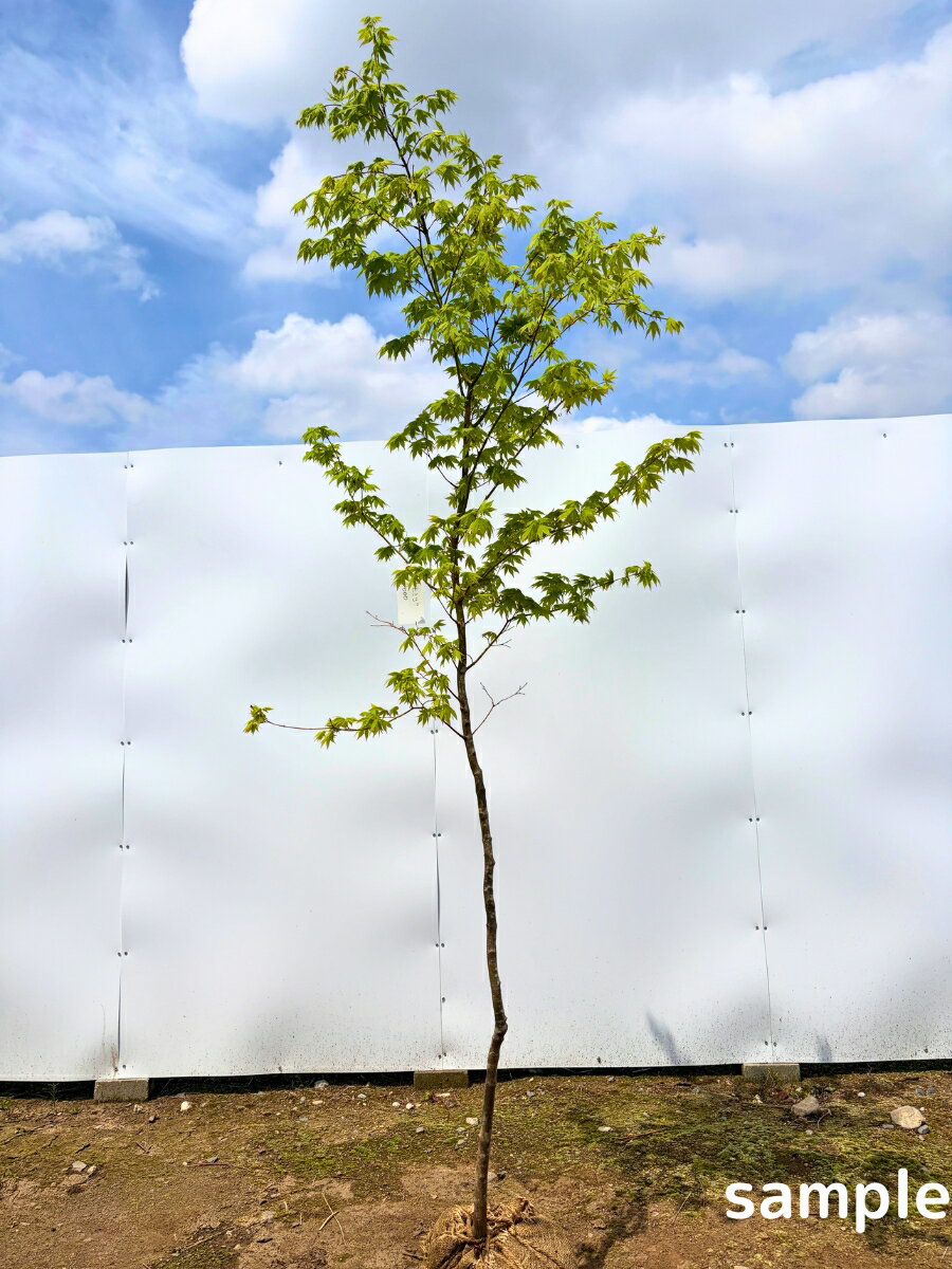 枫叶 - オオモミジ 単木 樹高2.0m以上(根鉢含まず） 苗木 苗 シンボルツリー 大紅葉 庭木 植木 落葉樹 落葉高木【送料無料】