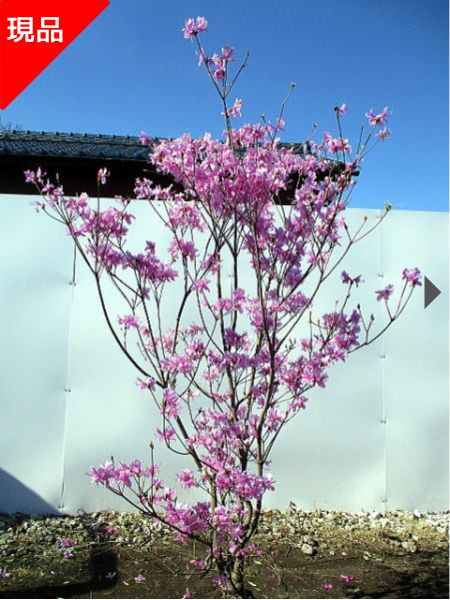 ミツバツツジ 紫花樹高1.8-2.0m(根鉢含まず）花木 庭木 植木 落葉樹 落葉低木
