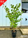 【現品発送】マルバノキ 9号ポット 樹高1.6-1.7m(鉢底から)丸葉の木 雑木 苗木 苗 花木 庭木 植木 落葉樹 落葉低木 植え替え不要