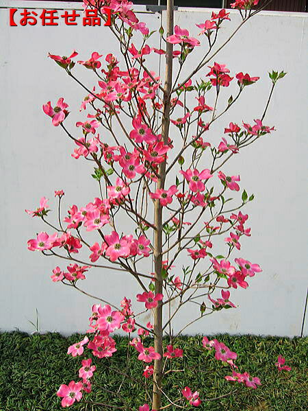 ハナミズキ ピンク花樹高2.0前後(根鉢含まず)花水木 シンボルツリー ピンク 濃いピンク 赤 庭木 植木 落葉樹 落葉高木
