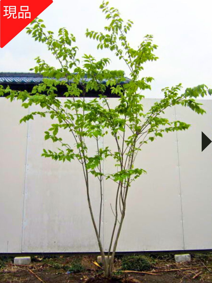 【現品発送】ツリバナ 株立ち 樹高1.8-2.0m(根鉢含まず）シンボルツリー 庭木 植木 落葉樹 落葉高木【送料無料】