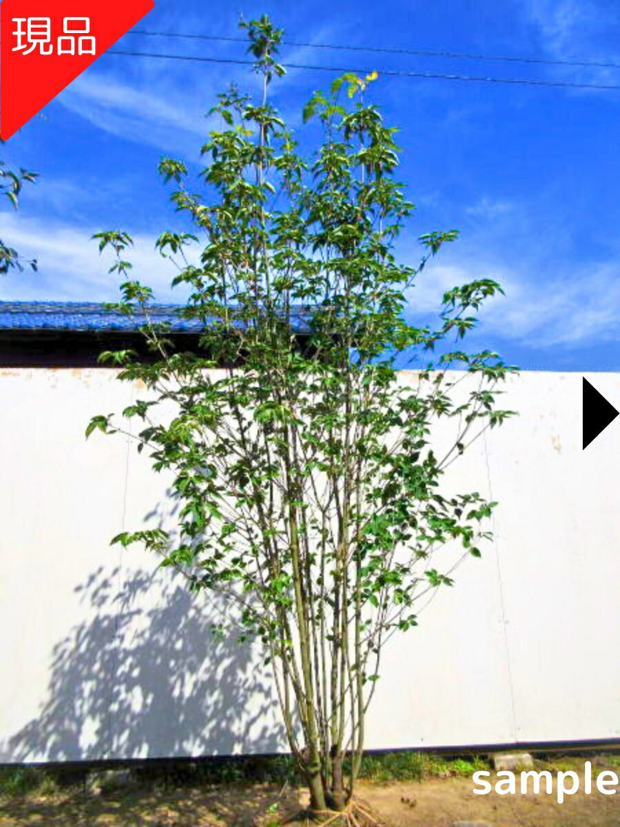 【現品発送】ヤマボウシ 株立ち 樹高1.9m-2.2m(根鉢含まず）白花 苗 苗木 シンボルツリー  ...