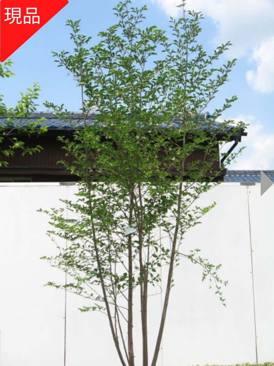 楽天市場】常緑エゴノキの通販 楽天市場】常緑エゴノキの通販