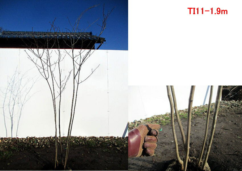 楽天市場 現品発送 ツリバナ 樹高1 7 2 1m 根鉢含まず シンボルツリー 庭木 植木 落葉樹 落葉高木 ぐりーんぐりーん