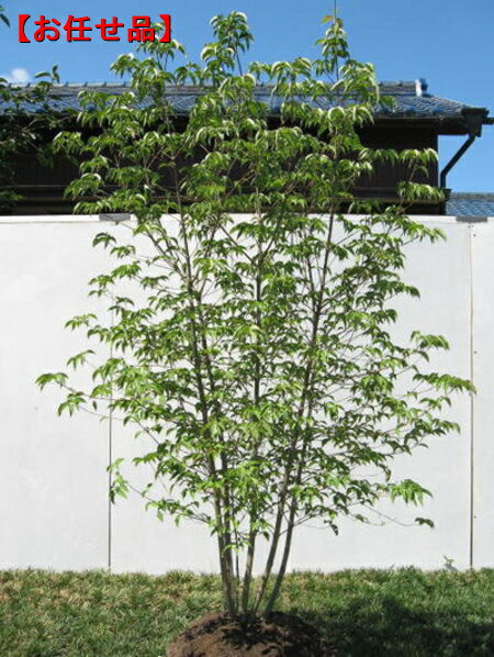 ヤマボウシ本株立 樹高2.0m以上(根鉢含まず) 白花 シンボルツリー 庭木 植木 落葉樹 落葉高木