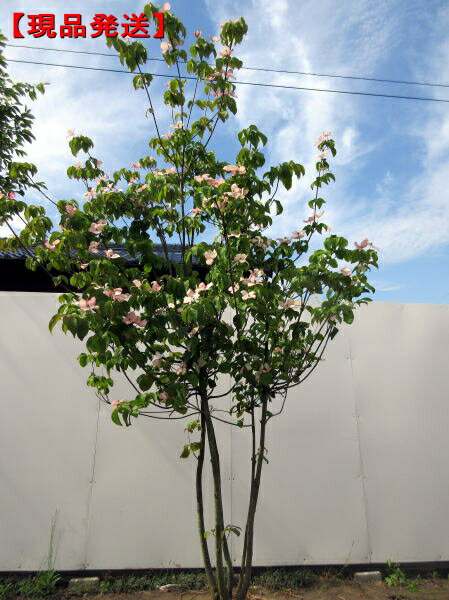 【現品発送】ベニバナヤマボウシ（サトミ、里美）（紅花ヤマボウシ） 樹高2.2m(根鉢含まず）シンボルツリー【送料無料】