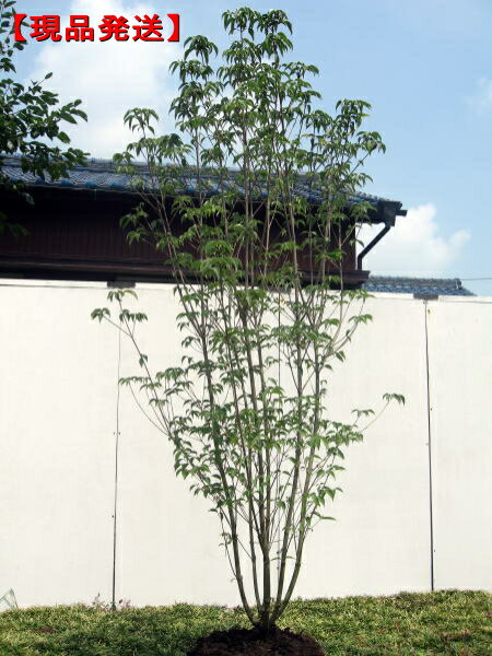 【現品発送】ヤマボウシ 株立ち 樹高2.0m-2.3m(根鉢含まず)白花 シンボルツリー 庭木 植木 雑木 落葉樹 落葉高木