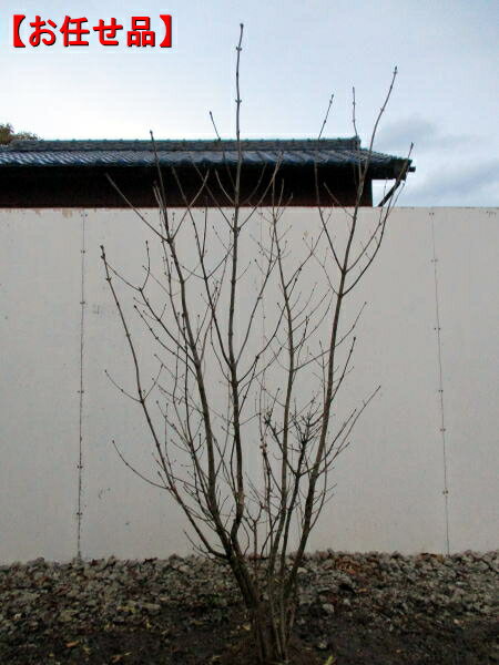 アオダモ 本株立ち樹高1.6m前後(根鉢含まず)シンボルツリー 雑木風 庭木 植木 落葉樹 落葉高木【送料無料】