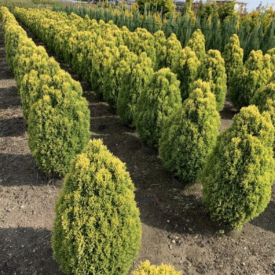 可愛らしい モコモコで成長遅い ローズダリスコニファー樹高1 2m前後 根鉢含まず 8号ポット シンボルツリー 庭木 植木 植木 常緑樹 常緑高木 送料無料 ぐりーんぐりーん 可愛らしい モコモコで成長遅い ローズダリスコニファー樹高1 2m前後 根鉢含まず 8号ポット シンボルツリー 庭木 植木 植木 常緑樹 常緑高木 送料無料 ぐりーんぐりーん