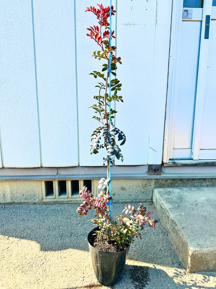 楽天市場】ピスタチアの通販 楽天市場】ピスタチアの通販