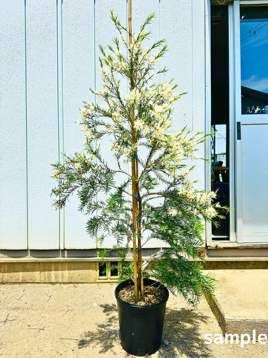 スノーインサマー ティーツリー 9号(27cm) 樹高2.0m前後(鉢底から)メラレウカ 苗木 苗 オージープランツ シンボルツリー 庭木 植木 常緑樹 常緑高木【送料無料】