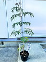 サンブカス ブラックレース 5号 西洋ニワトコ シェードガーデン 桃花 ピンク花 花木 庭木 植木 落葉樹 落葉低木 PVP 登録品種 日陰