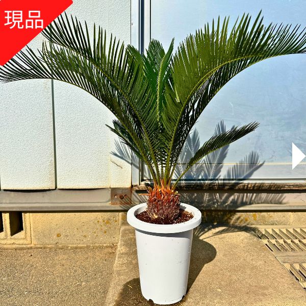 楽天市場】ソテツ 鉢植えの通販 楽天市場】ソテツ 鉢植えの通販