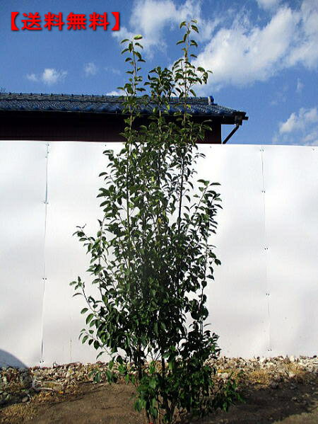 おまかせ品 シンボルツリー 常緑高木 常緑樹 常緑樹 植木 樹高約2 0m 根鉢含まず 実の楽しめるメス株 納得の株立 ソヨゴ メス株 株立 植木 庭木 ぐりーんぐりーん ソヨゴ メス株 株立 送料無料
