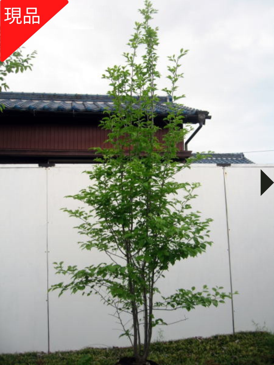 【現品発送】 アオハダ 株立ち 樹高2.4-2.5m(根鉢含まず)苗木 雑木 シンボルツリー 庭木 植木 落葉樹 落葉高木【送料無料】