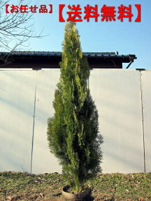 エレガンテシマコニファー樹高1.8m前後(根鉢含まず）シンボルツリー 庭木 植木 常緑樹 常緑高木【送料無料】