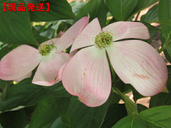 楽天市場 ステラピンク ハイブリッドハナミズキ 樹高2 5m 根鉢まず シンボルツリー 庭木 植木 落葉樹 落葉高木 送料無料 ぐりーんぐりーん 楽天市場 ステラピンク ハイブリッドハナミズキ 樹高2 5m 根鉢まず シンボルツリー 庭木 植木 落葉樹 落葉高木 送料無料 ぐりーんぐりーん