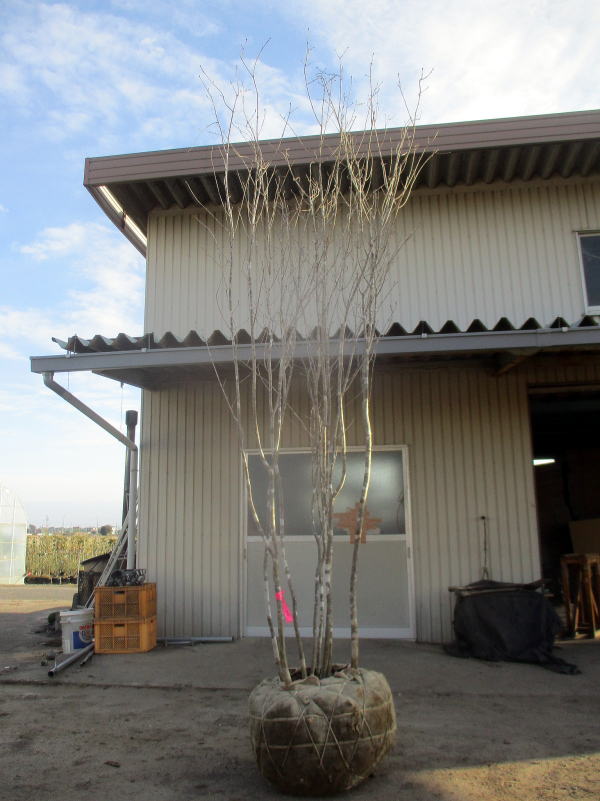 現品発送 株立ち 紅葉 アオダモ 株立樹高3 0m 根鉢含まず シンボルツリー 庭木 植木 落葉樹 植木 落葉高木 ぐりーんぐりーん 人気の高い アオダモ