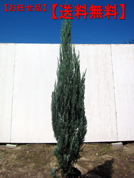ブルーエンジェルコニファー樹高1.8m前後(根鉢含まず）　シンボルツリー　庭木　植木　常緑樹　常緑高木