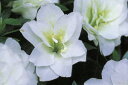 6本セットサツキツツジ(五月ツツジ)白盃（シロサカズキ）白花八重約0.3m(根鉢含む) 花木 庭木 植木 常緑樹 常緑低木