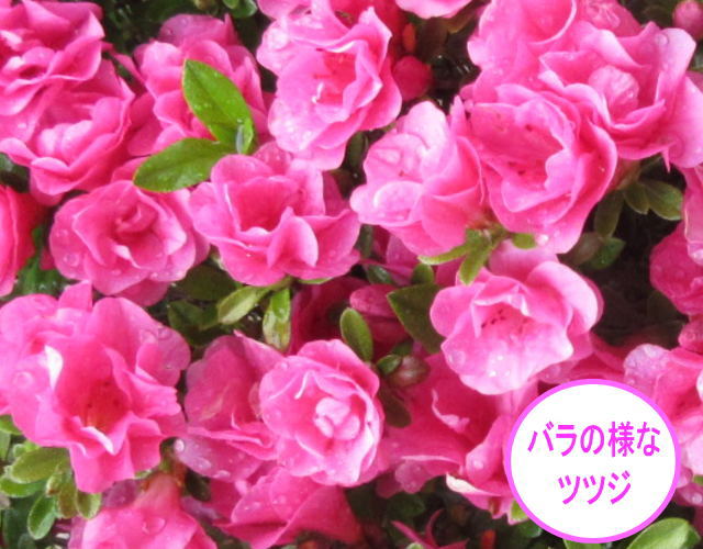 驚きの春 秋2回綺麗な花を楽しめるからもらって嬉しい鉢花 珍しい四季咲きツツジがこのボリューム 特大6号鉢 鉢植え 常緑低木 常緑樹 植木 花木 人気ブレゼント 庭木 驚きの春 秋2回綺麗な花を楽しめるからもらって嬉しい鉢花 珍しい四季咲きツツジがこのボリューム 特大6号鉢 鉢植え 常緑低木 常緑樹 植木 花木 人気ブレゼント 庭木