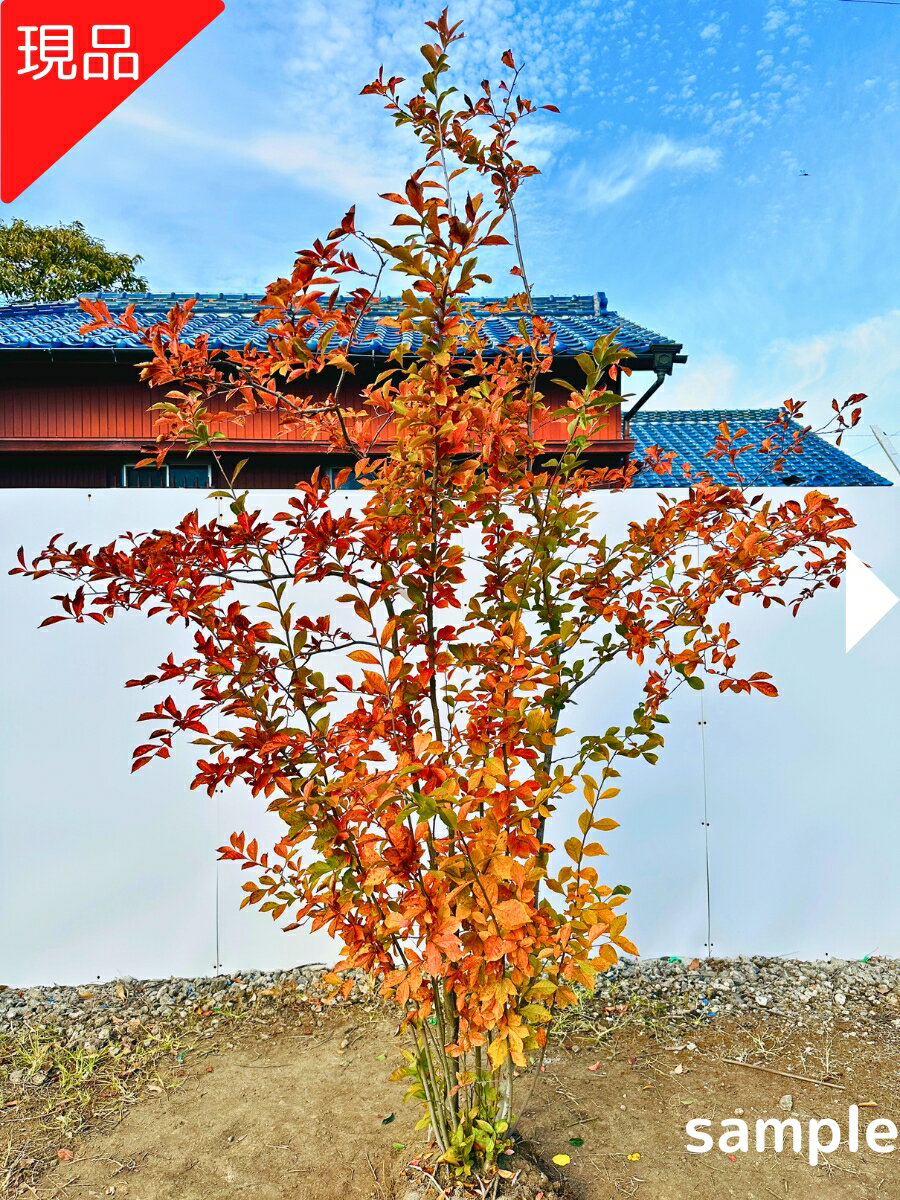 【現品発送】カマツカ 樹高2.4-2.5m(根鉢含まず）かまつか 鎌柄 雑木 シンボルツリー 庭木 植木 落葉樹..