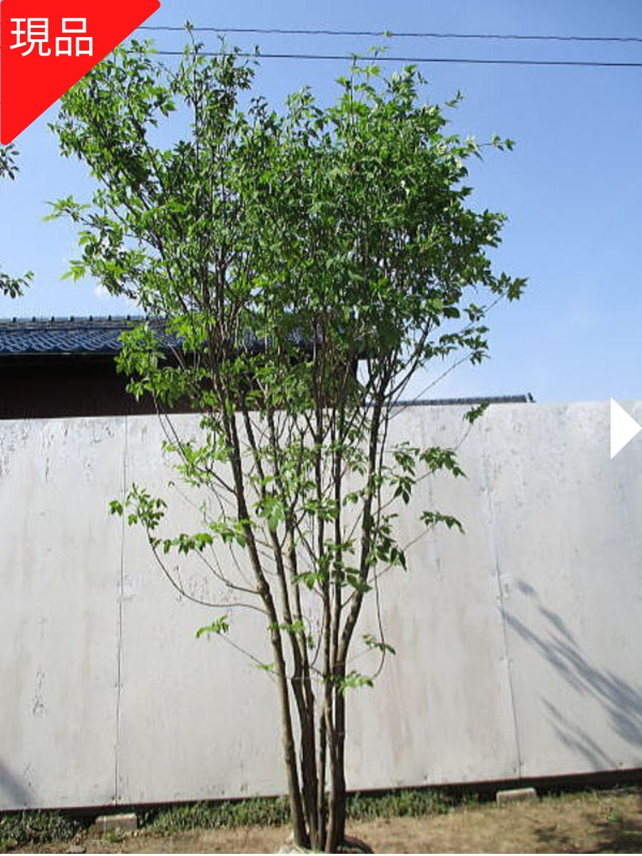 【現品発送】アオダモ 樹高2.3-2.7m(根鉢含まず）シン