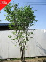 【現品発送】アオダモ 樹高2.3-2.7m 根鉢含まず シンボルツリー 庭木 植木 落葉樹 落葉高木【送料無料】