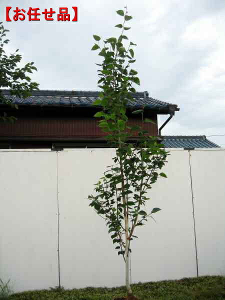楽天市場】白樺の木の通販 楽天市場】白樺の木の通販