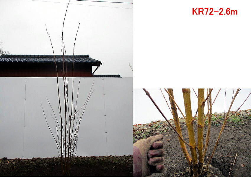現品発送 カツラ 庭木 株立樹高2 4 2 7m 根鉢含まず シンボルツリー 庭木 植木 落葉樹 落葉樹 シンボルツリー 落葉高木 ぐりーんぐりーん B Font Color Ff0000 ハート型の葉が きゅーと Font B