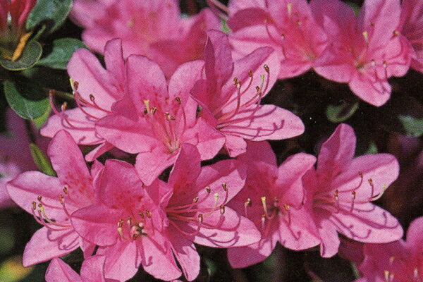 6本セットクルメツツジ(久留米ツツジ)宮城野(ミヤギノ)ピンク花一重約0.3m(根鉢含む) 花木 庭木 植木 常緑樹 常緑低木
