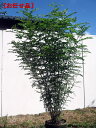 シマトネリコ 樹高1.5m前後(根鉢含まず) 株立ち　シンボ