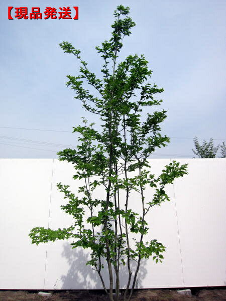 【庭木】 【アカハナエゴノキ】　2012年開花苗　　5月末開花は終了しました